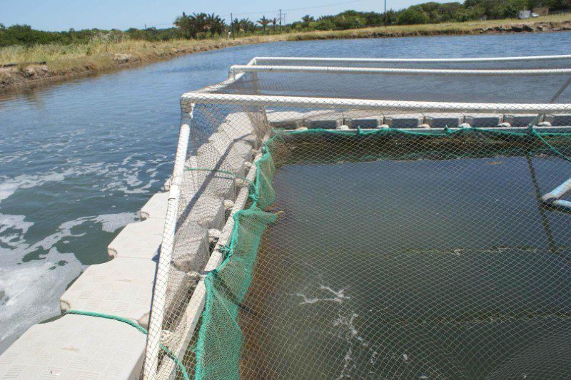 Aquaculture Floating Dock 02